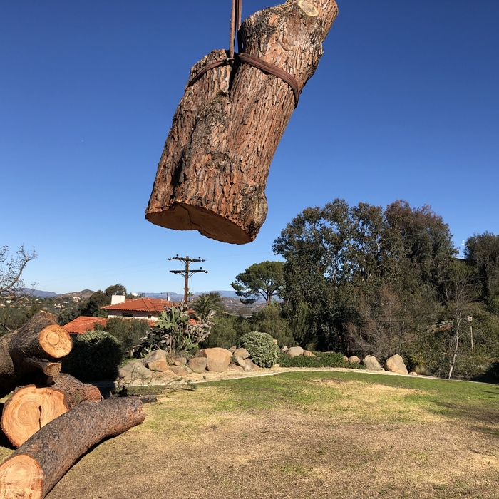 Tree removal