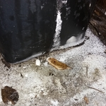Leaking brine tank
