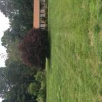 Front view of grass after