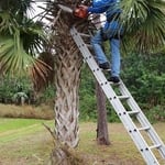 Trimming Palms
