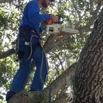 Trimming Oak Trees
