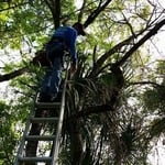 Cleaning out Oak trees