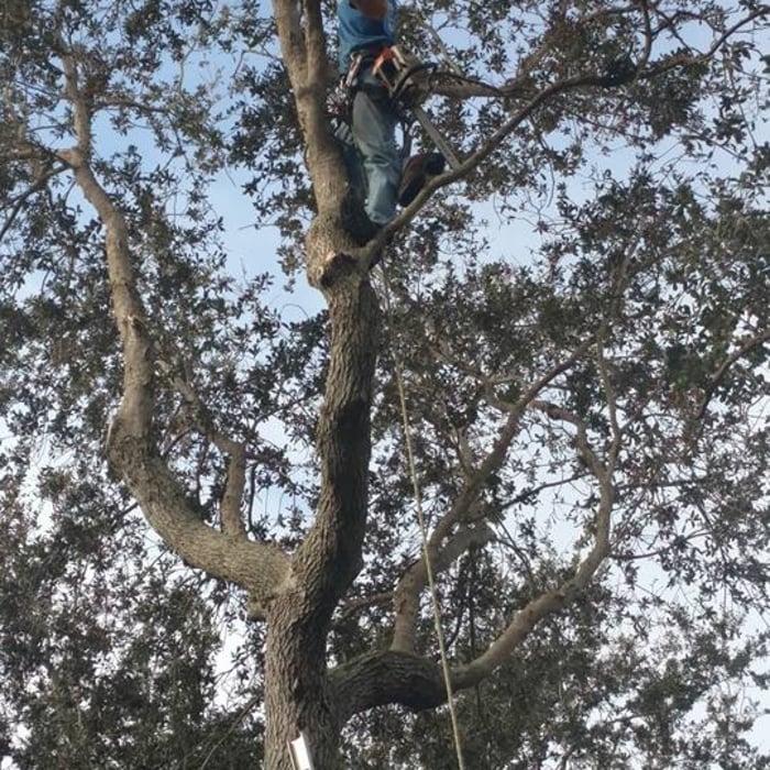 Trimming Oak Trees