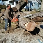 Cutting down a Large Black Walnut Tree