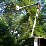 Trimming a Large Tree in North Vernon