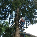 Climbing a tree