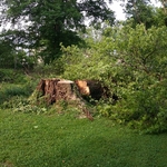Large tree cut down