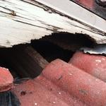 Raccoon entry point on tile roof
