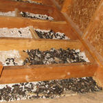 Raccoon droppings