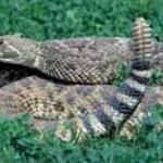 Rattle Snake