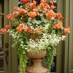 Drought tolerant arrangement