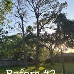 Tree removal
