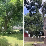 Tree trimm