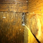 Bed Bugs In night stand