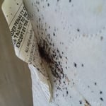 Bed Bugs under mattress tag