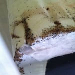 Bed Bugs corner of box spring