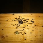 Bed Bugs under wood frame