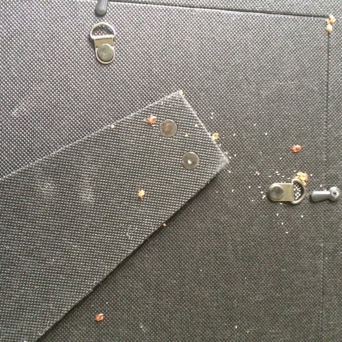 Bed Bugs in wedding photo on night stand
