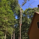 Tall pines