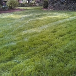 Organic Lawn Care