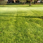 Organic Lawn Care
