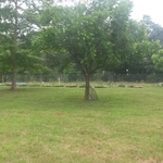 Fencing