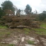 lot clearing