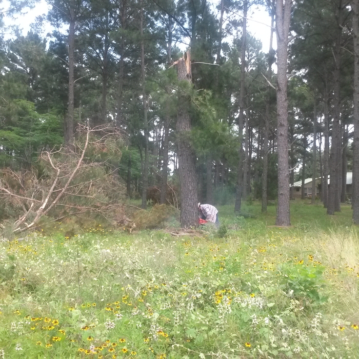 tree removal
