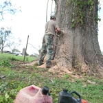 Tree Removal