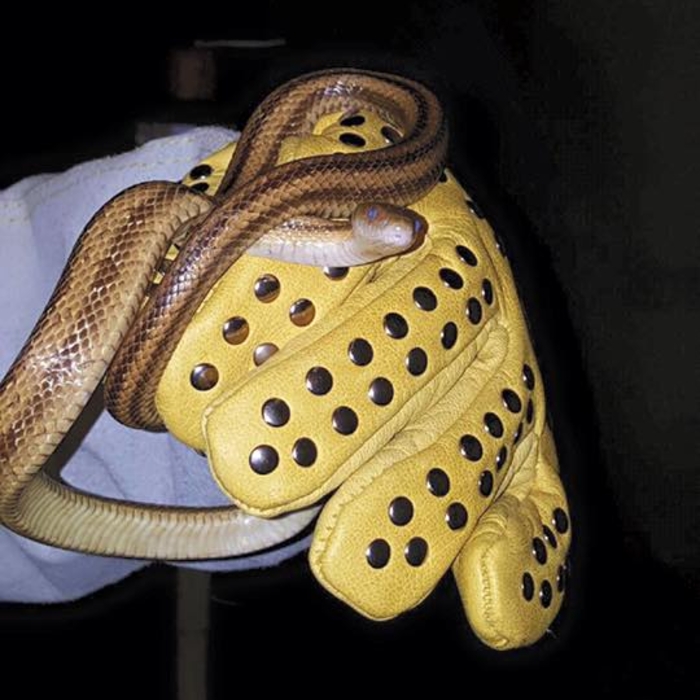 SNAKE