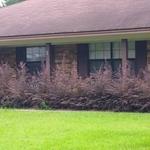 Front Bushes