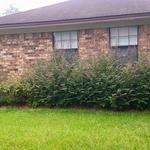 Side Bushes