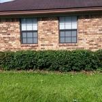 Side Bushes