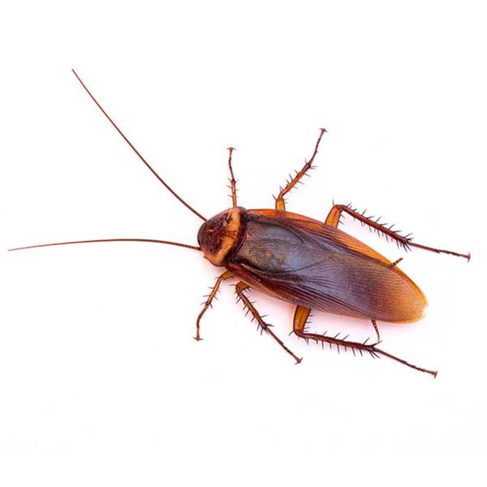 Cockroach