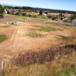 community yard 2