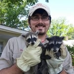Juvenile Raccoons Removed
