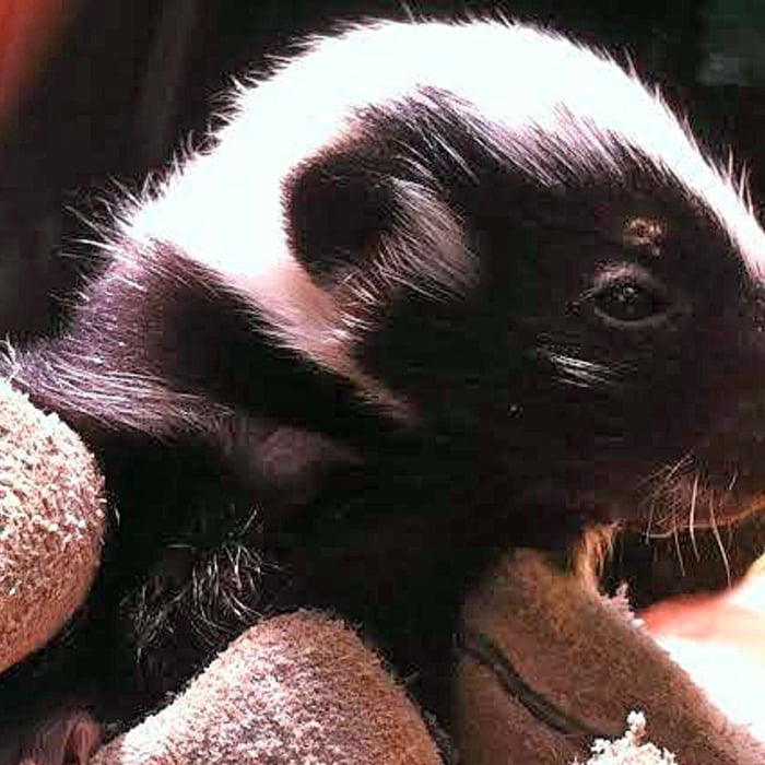 Family of Skunks Removed from Homeowner's Prop