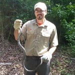 Rat Snake Job