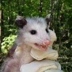 Opossum Removed from Home