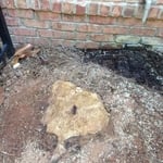 Stump
