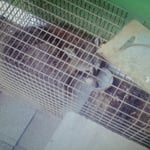 home invasion