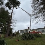 Stately Tree Service