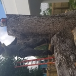 mango 60 feet