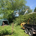 Tree removal china maine