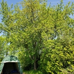 Tree removal china maine