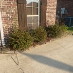 Before trim and mulch