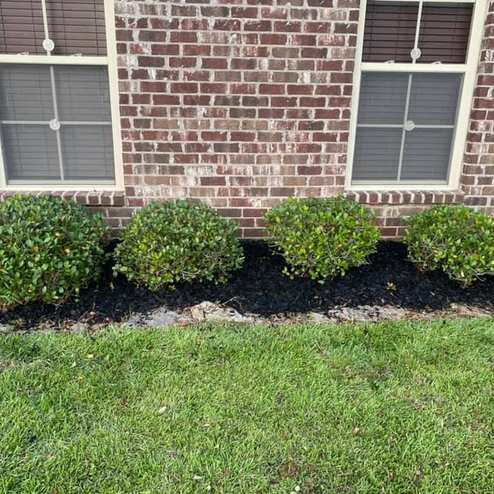 After trim and Black Mulch