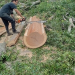 Removal,Cutting