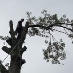 Professional climbing