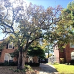 Tree trimming